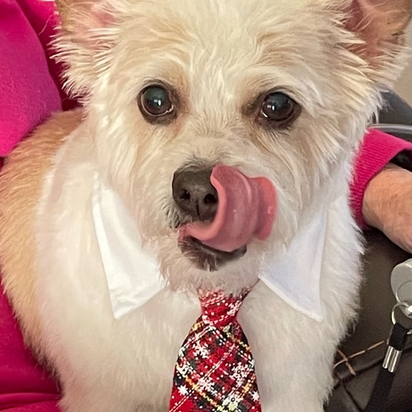 Other - Meet your Posher pet Harley!!!